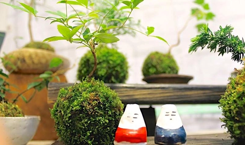 室內植物推薦 室內植物推薦