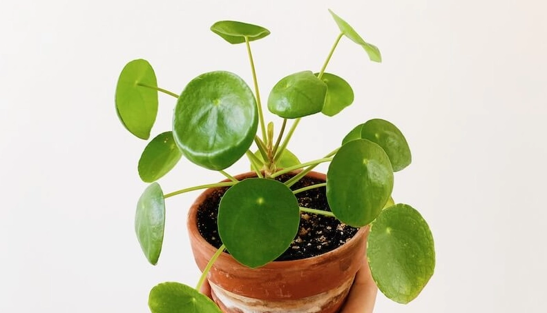 鏡面草繁殖方法