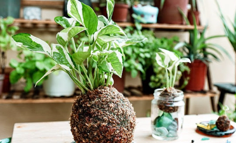 苔球施肥技巧全解析：專家教你正確養護苔蘚球