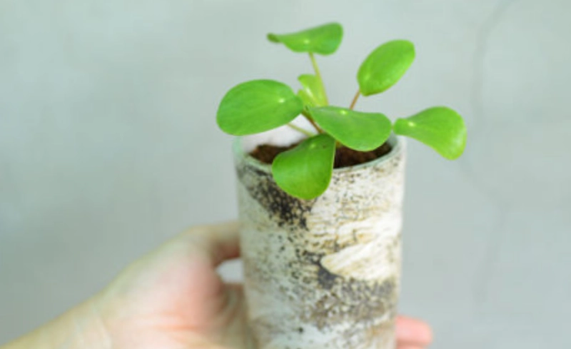 鏡面草繁殖方法