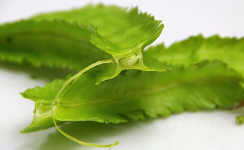 楊桃豆食用方法