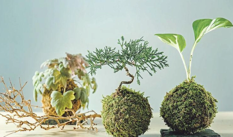 苔蘚球照顧方法 苔蘚球照顧方法