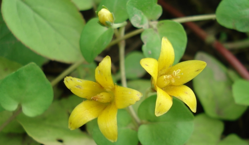 過路黃使用方法