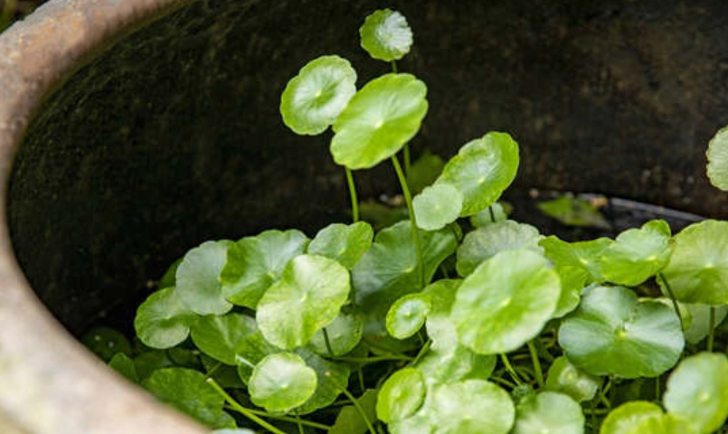 金钱草使用方法