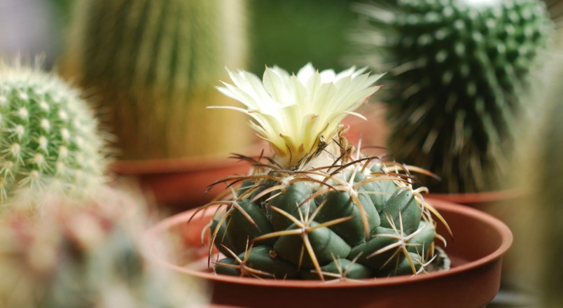 仙人掌開花時間