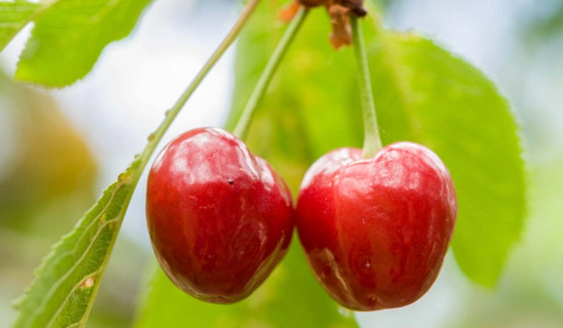 櫻桃品種介紹