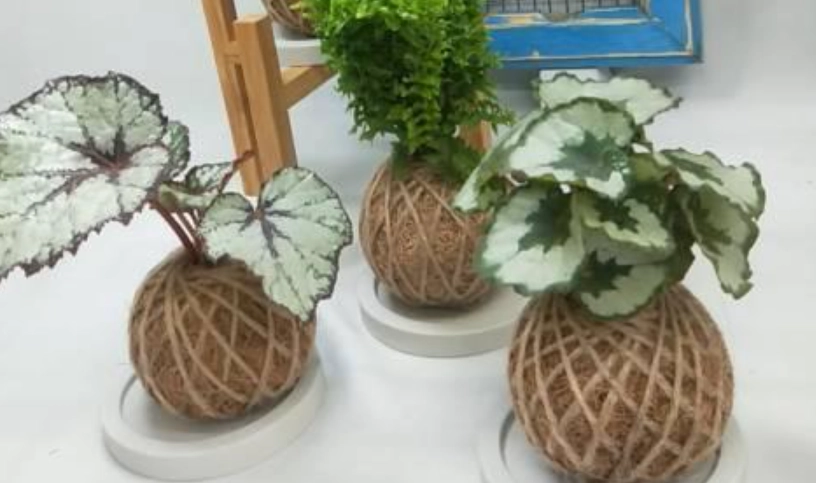 苔球肥料