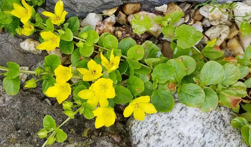 過路黃使用方法