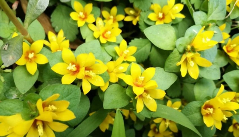 過路黃使用方法