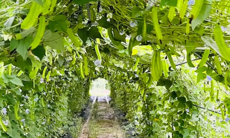 翼豆種植月份全攻略：最佳時間、步驟與常見錯誤