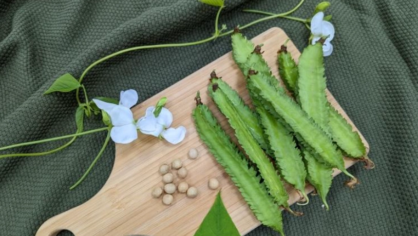 翼豆種植步驟
