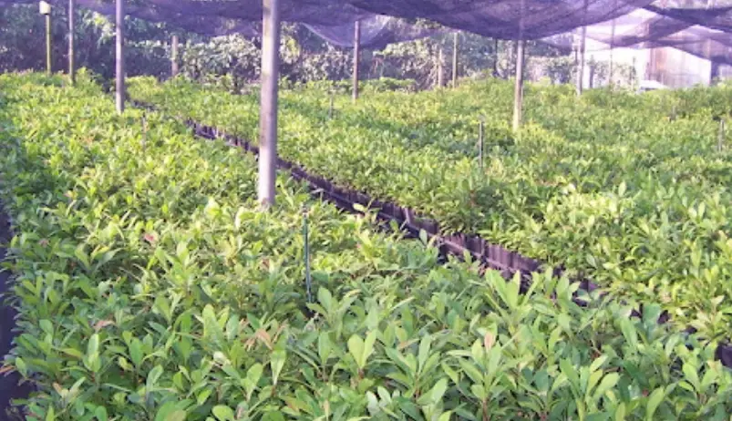 神秘果生長週期