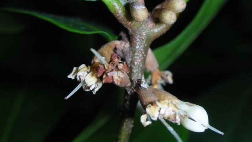 神秘果種植技巧