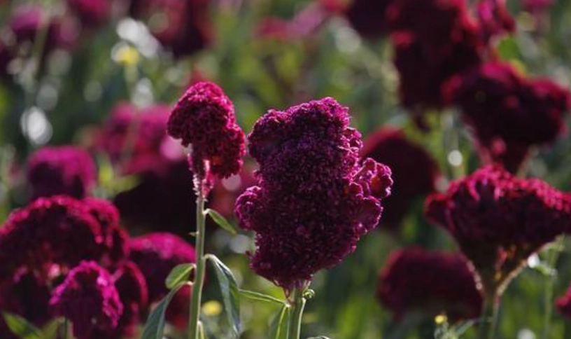 雞冠花修剪時間