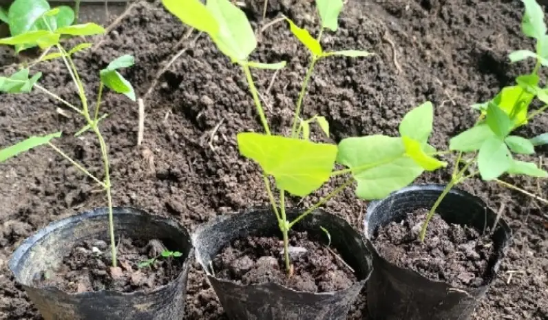 翼豆最佳種植時間 翼豆最佳種植時間