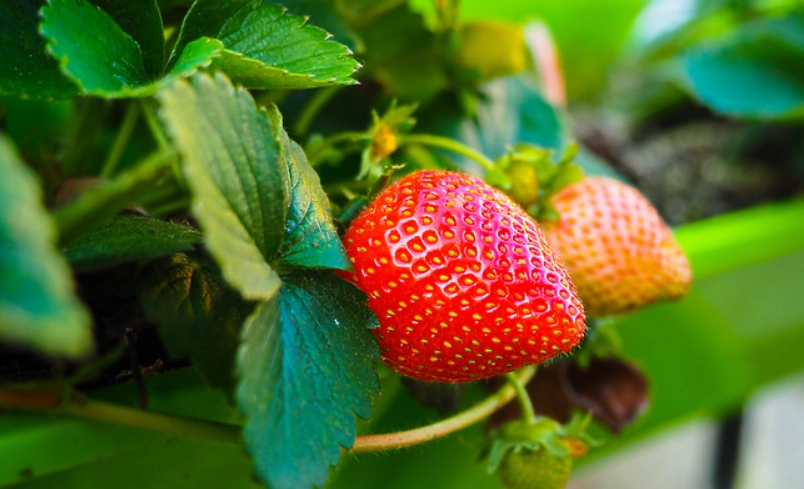 台灣草莓栽培