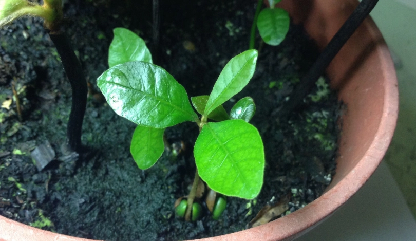 神秘果育苗技巧 神秘果育苗技巧