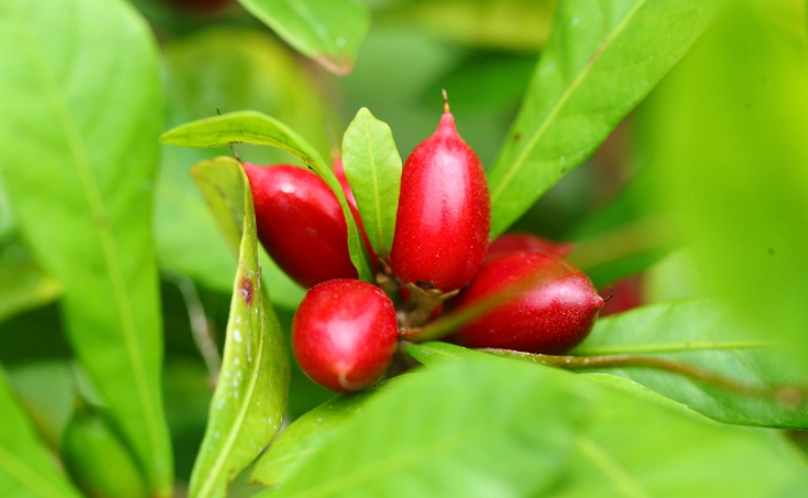 神秘果多久結果