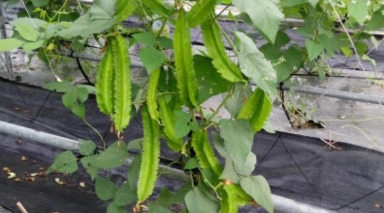 台灣翼豆栽培 台灣翼豆栽培