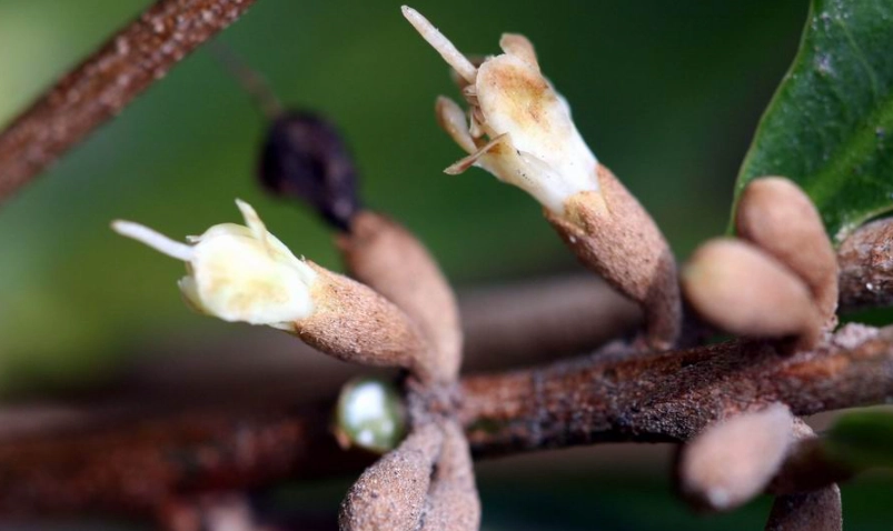 神秘果種植技巧