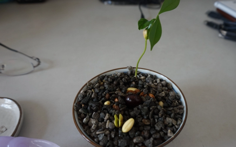 神秘果種子處理 神秘果種子處理