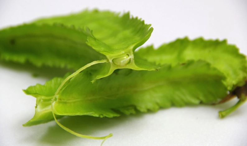 楊桃豆副作用 楊桃豆副作用