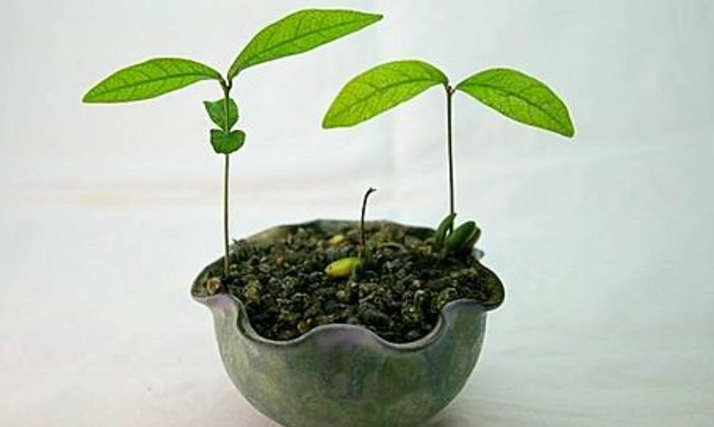 神秘果育苗技巧 神秘果育苗技巧