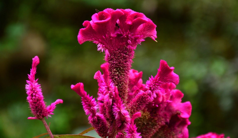 雞冠花修剪時間