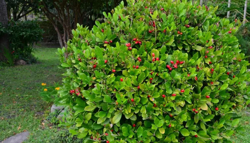 神秘果種植時間