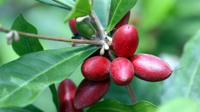 神秘果生長週期