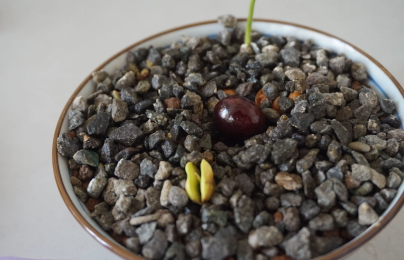 神秘果育苗技巧 神秘果育苗技巧