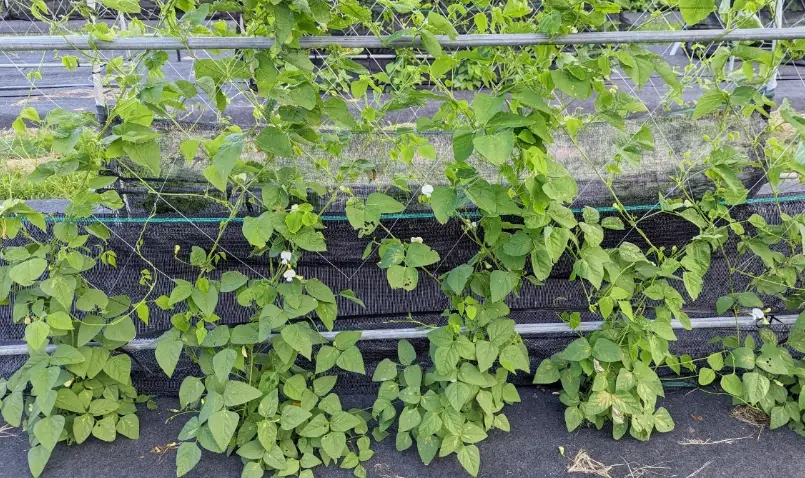 台灣翼豆栽培 台灣翼豆栽培