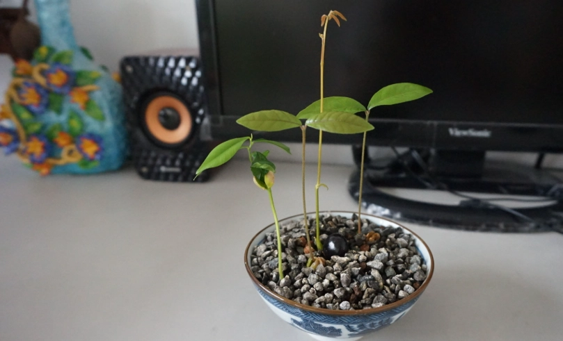 神秘果種子處理 神秘果種子處理