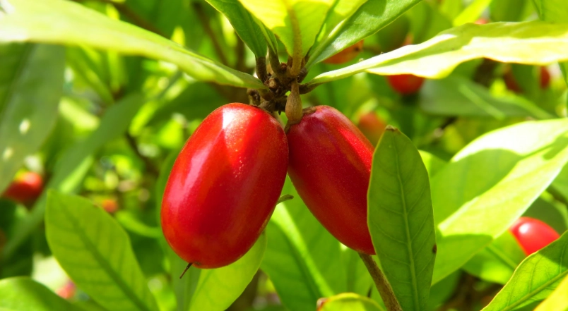 神秘果種植時間