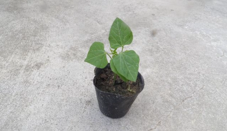 台灣翼豆栽培 台灣翼豆栽培