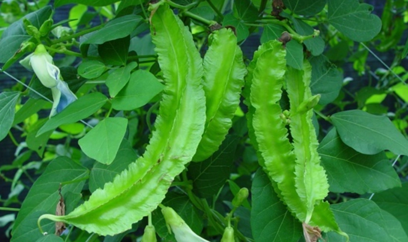 翼豆種植方法全攻略：從播種到收成的完整指南