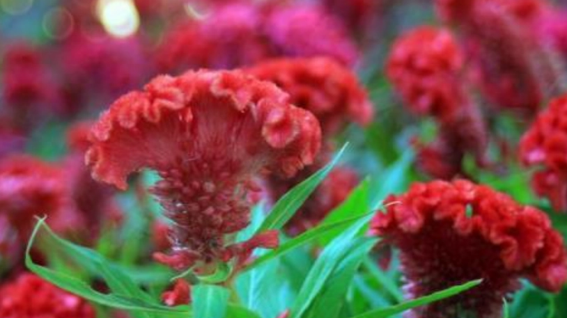 雞冠花修剪時間