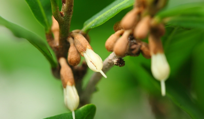 神秘果不結果原因