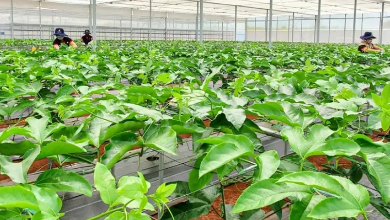 百香果種植技巧