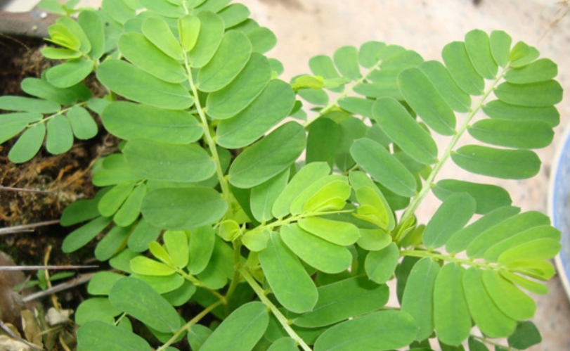 葉下珠功效 葉下珠功效