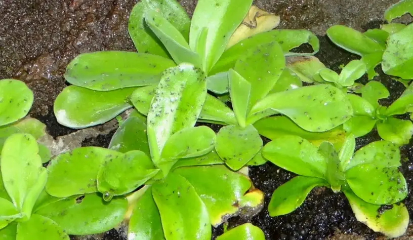 食蟲植物 捕蟲堇