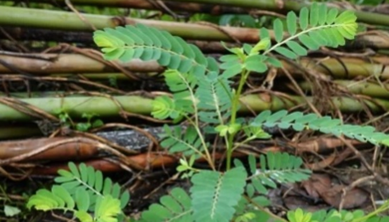 葉下珠种植 葉下珠种植