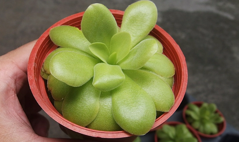 捕蟲堇 種植方法