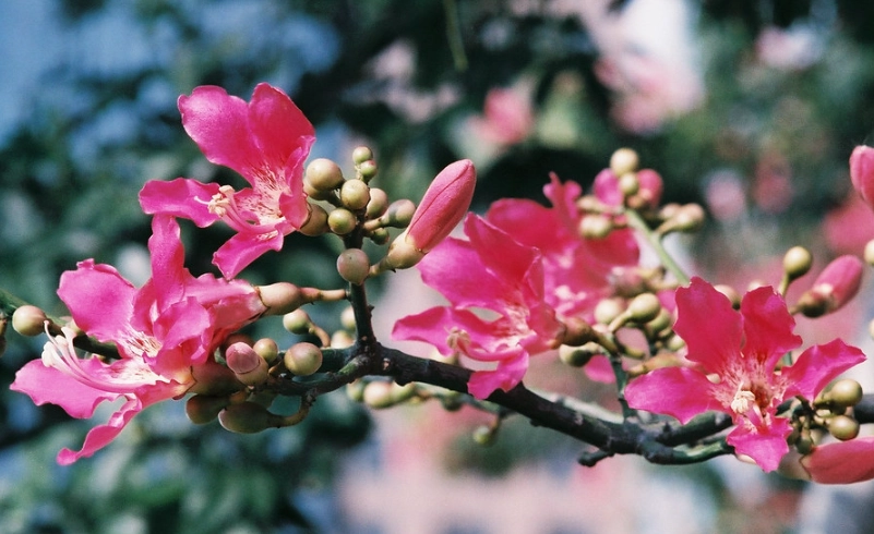 美人樹 賞花地點
