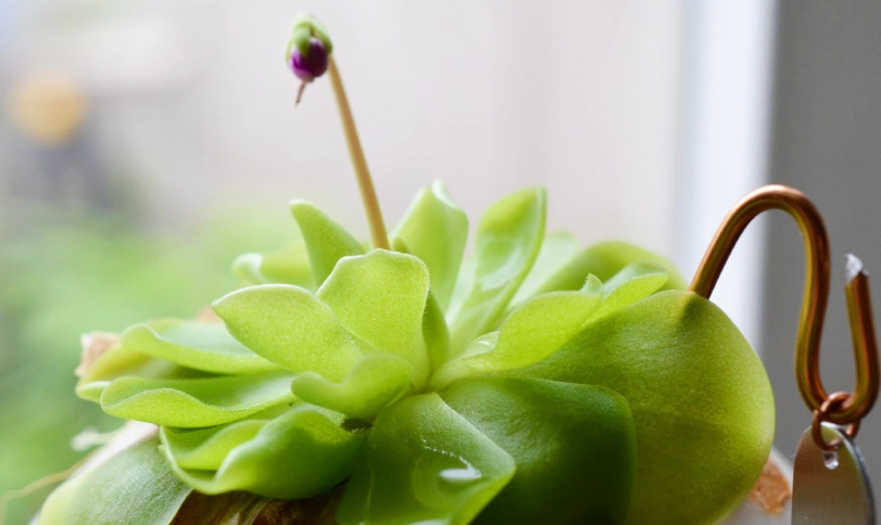 捕蟲堇 種植方法