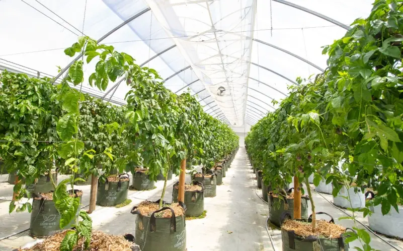 百香果栽培方法