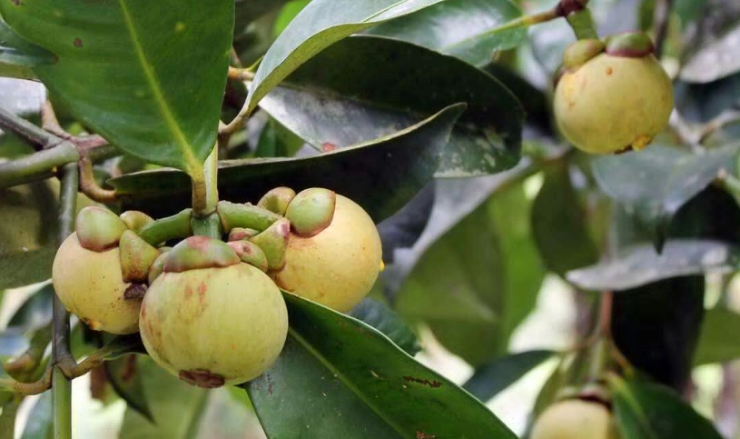 山竹樹不結果