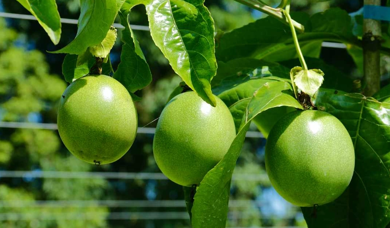 百香果栽培方法