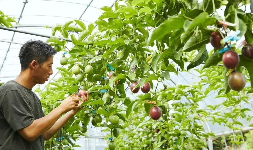 百香果種植技巧