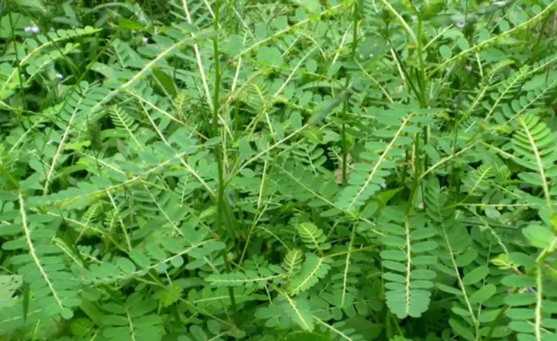 葉下珠功效 葉下珠功效